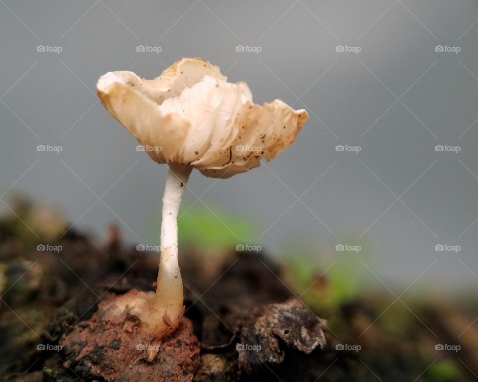 mushroom