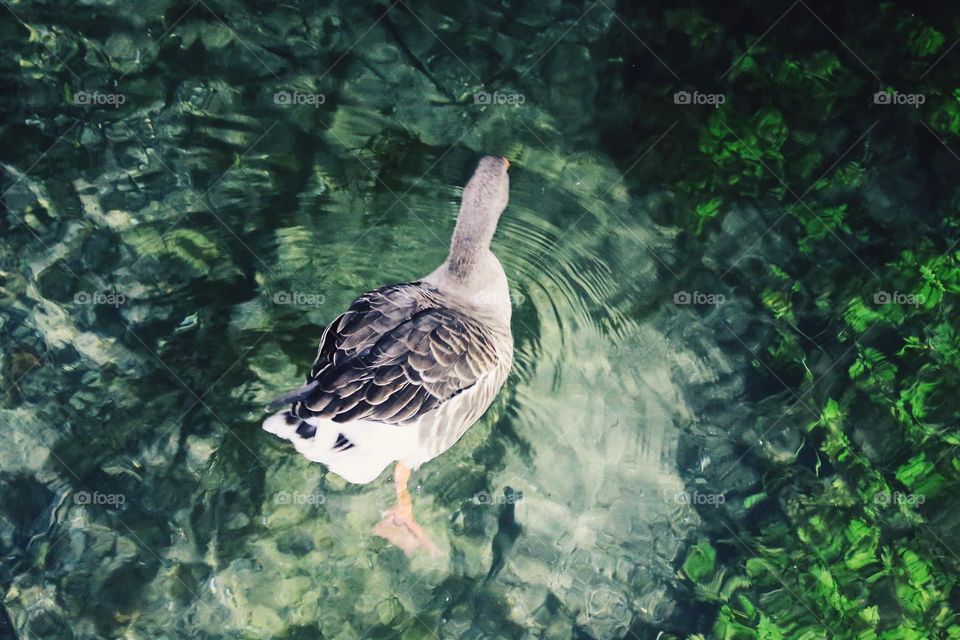 Swimming duck in a pond at night 