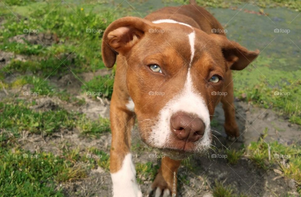 Catahoula pit bull terrier mix looking with green eyes getting out of a pond in spring