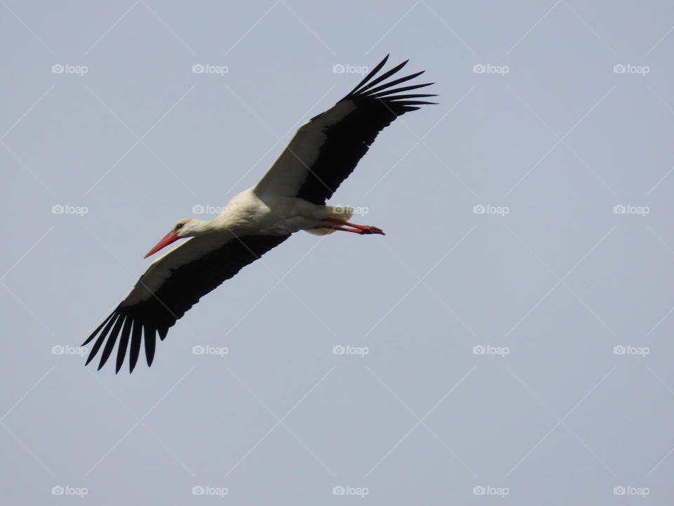 White stork in flight