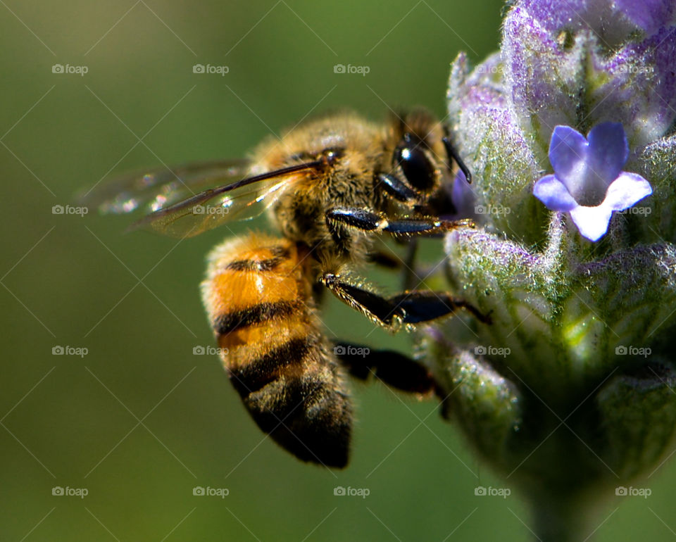 Beautiful macro shots