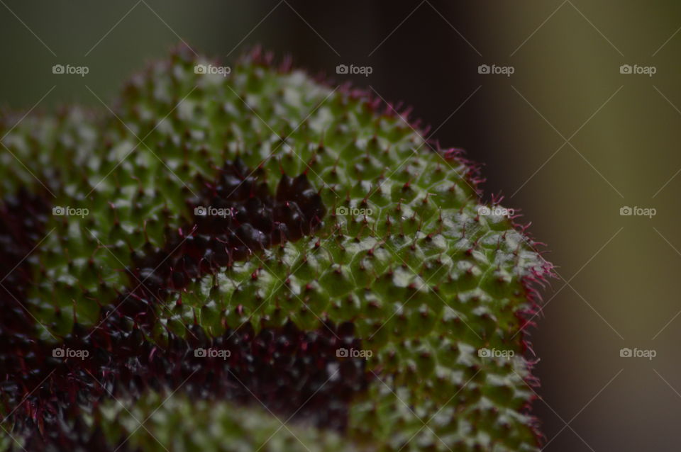 Close-up of green plant