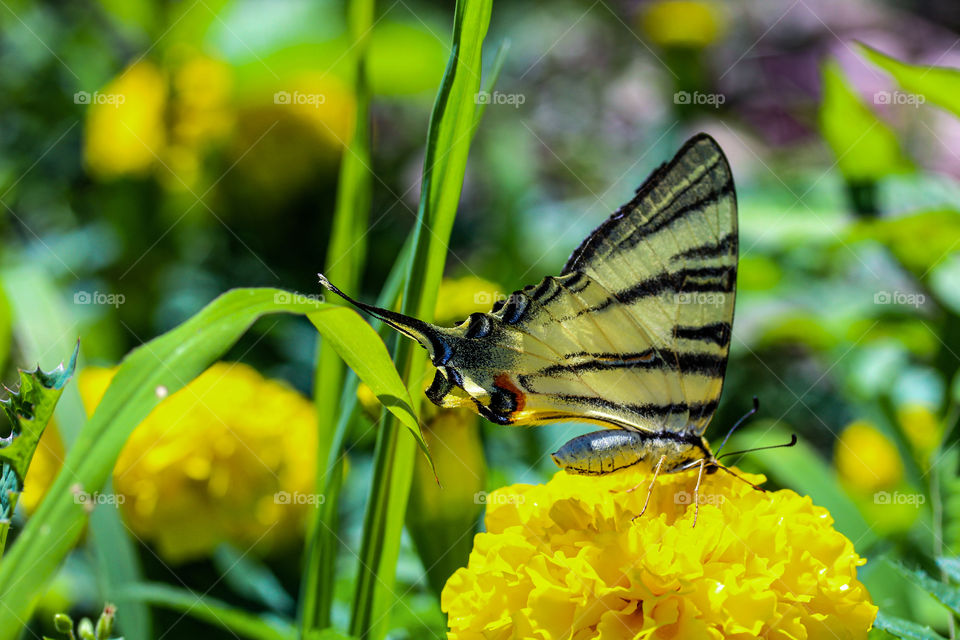 Swallowtail butterfly at the yellow flower