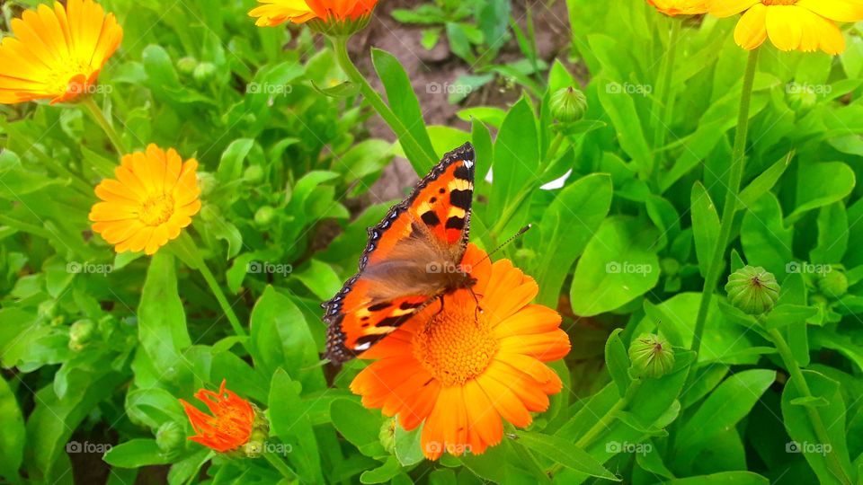 butterfly on the flower