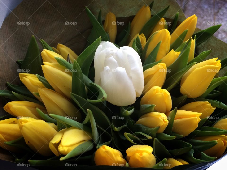 Tulips. Yellow tulips plus an extra white tulip