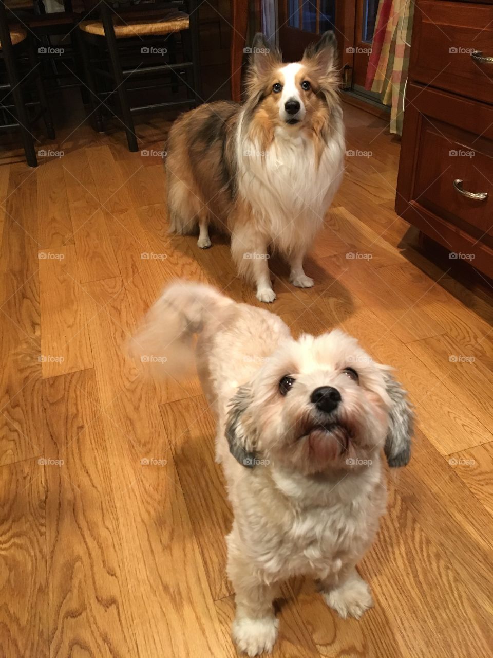 Sheltie & havanese puppies 