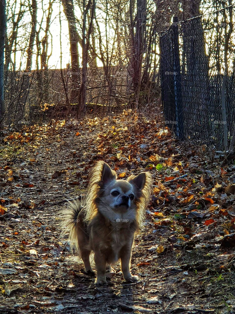 My beautiful chihuahua Benni