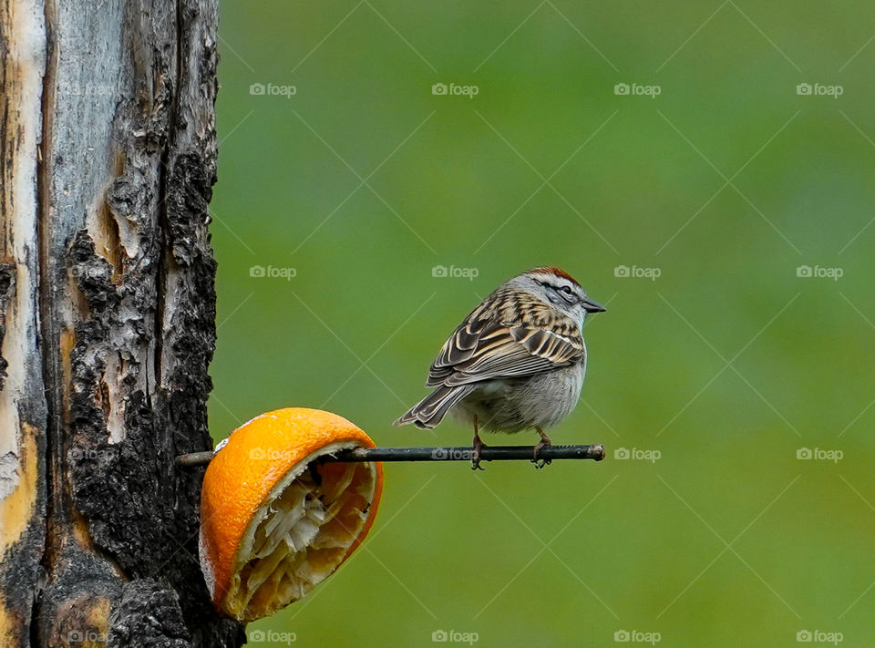 bird eating orange