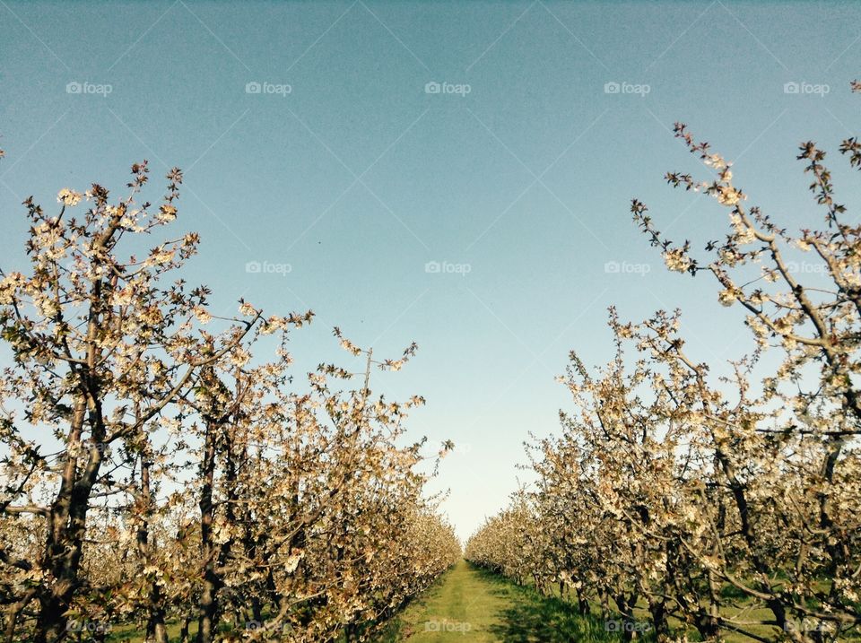 Orchard Apple Trees