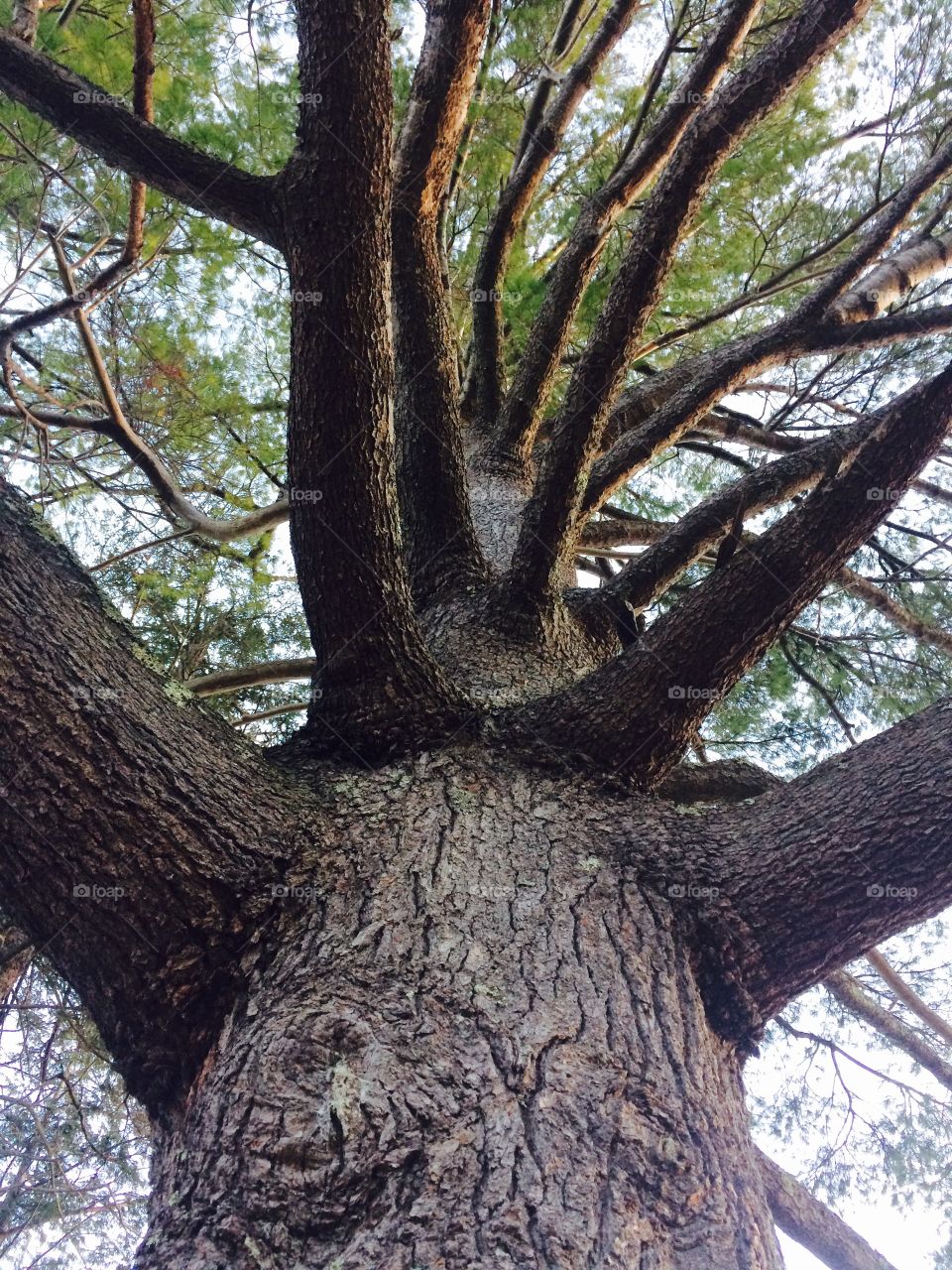 Huge pine tree