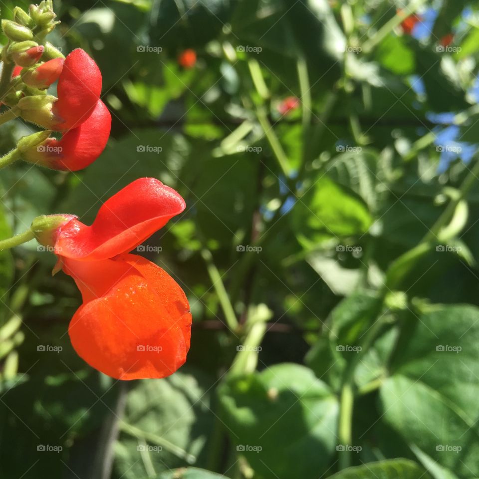 Tongues of Fire. Scarlet runner bean flowers, beating the sweltering summer heat!