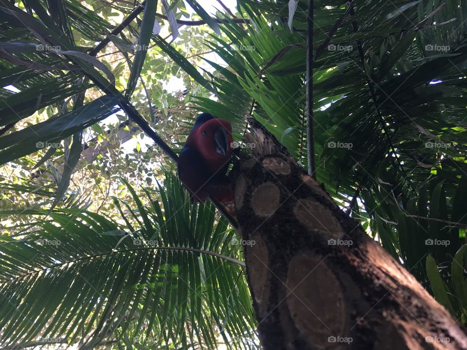 Eclectus parrot - Taronga Zoo 