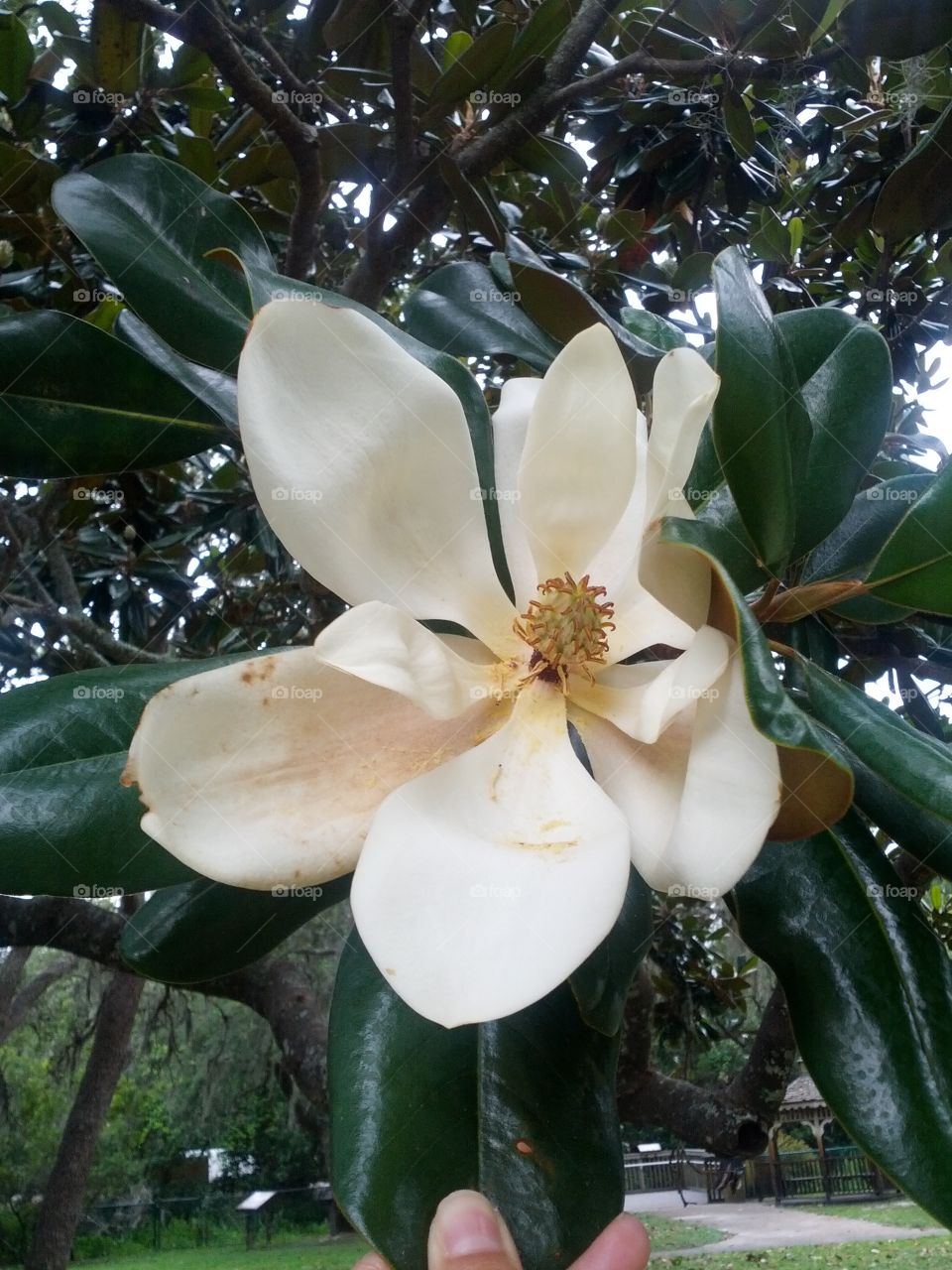 Magnolia