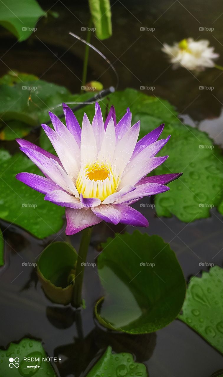 A rare species of water lily with a blend of various hues of purple in the morning light. Definitely a wonder of nature!