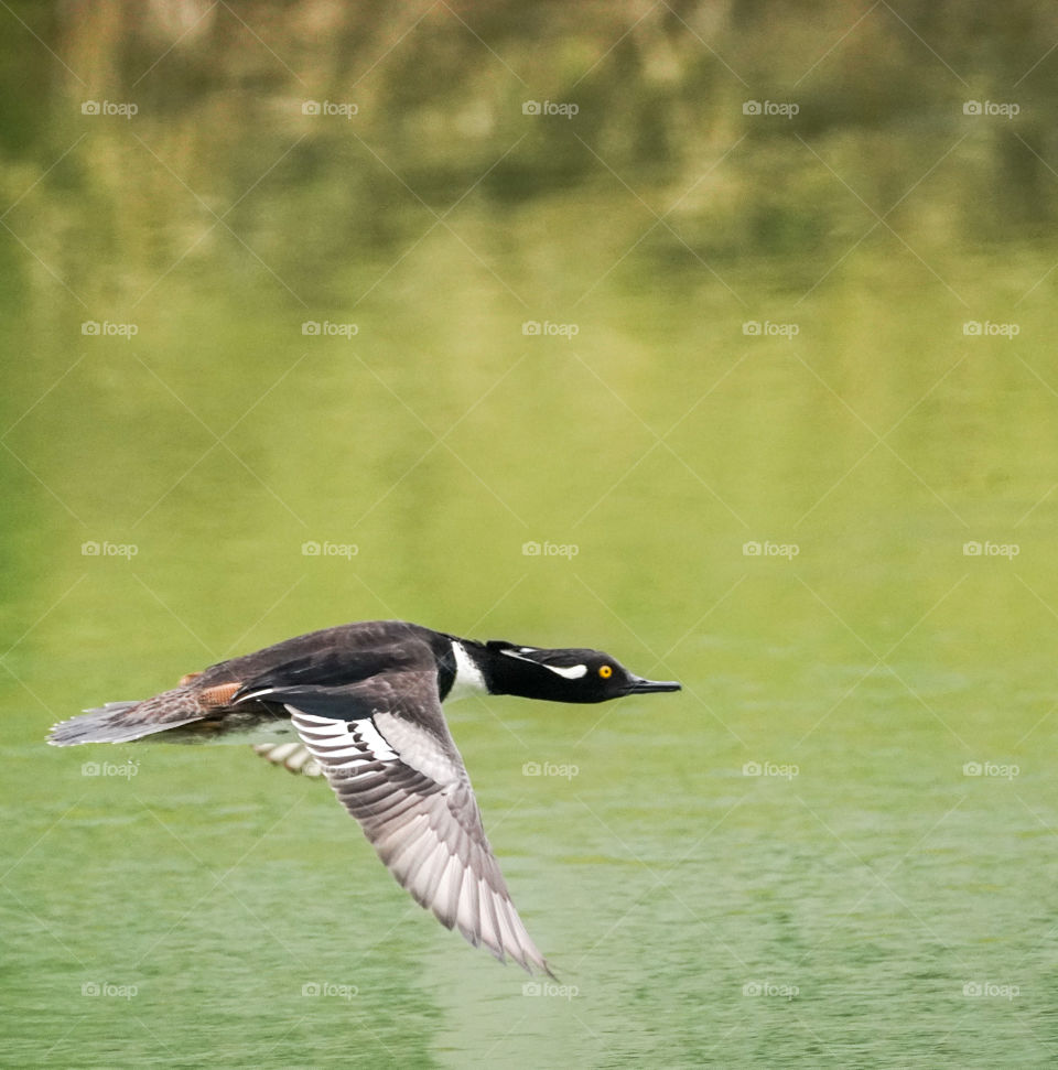 flying hooded merganser