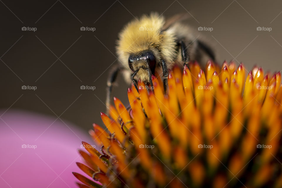 A macro portrait of a bee on the core of a purpureau echinacea or otherwise called a Magnus coneflower.