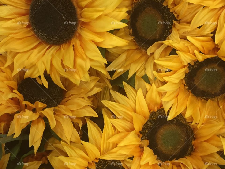 Close-up fully bloomed sunflowers 