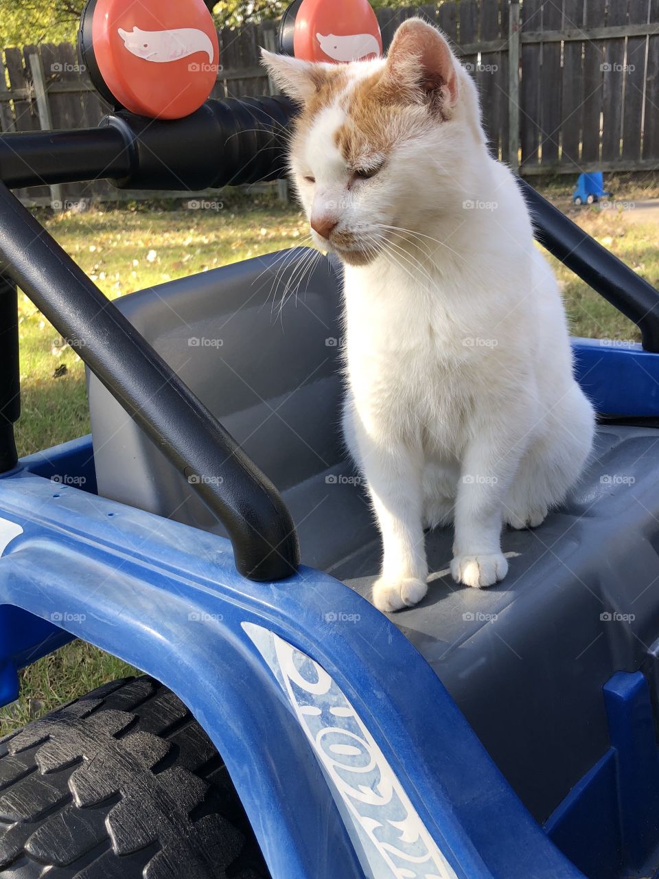 A cat in a kids jeep