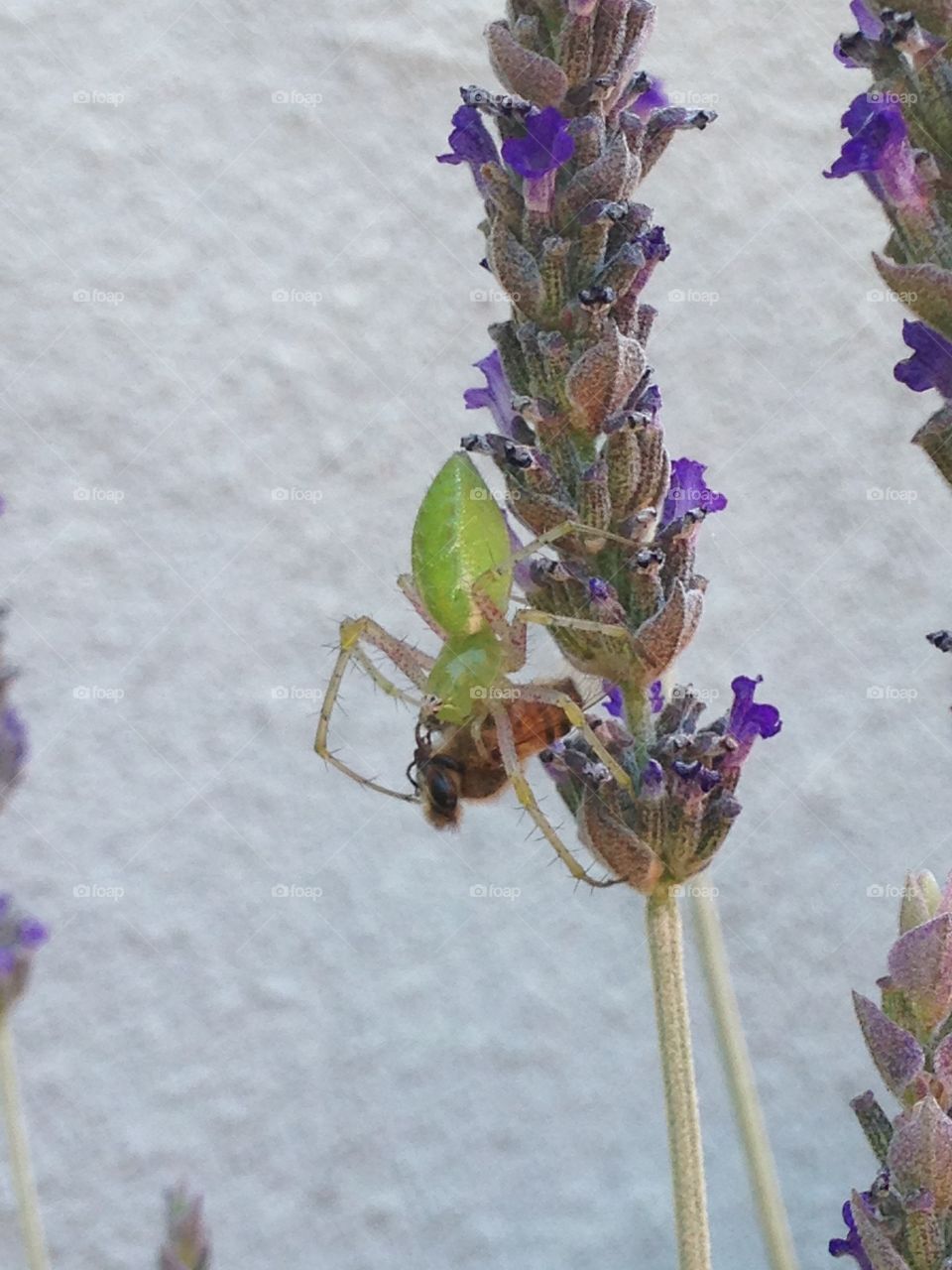 Green leaf spider