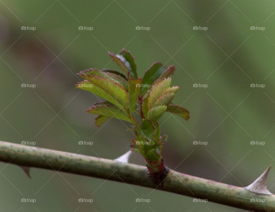 A Rose’s Spring Bloom