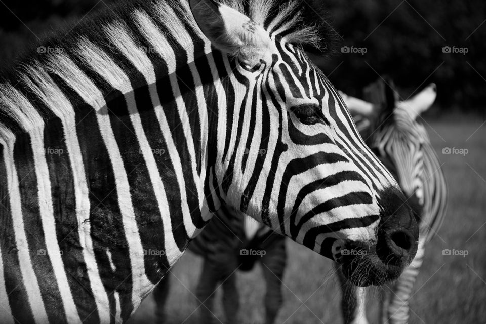 Close-up of zebra head
