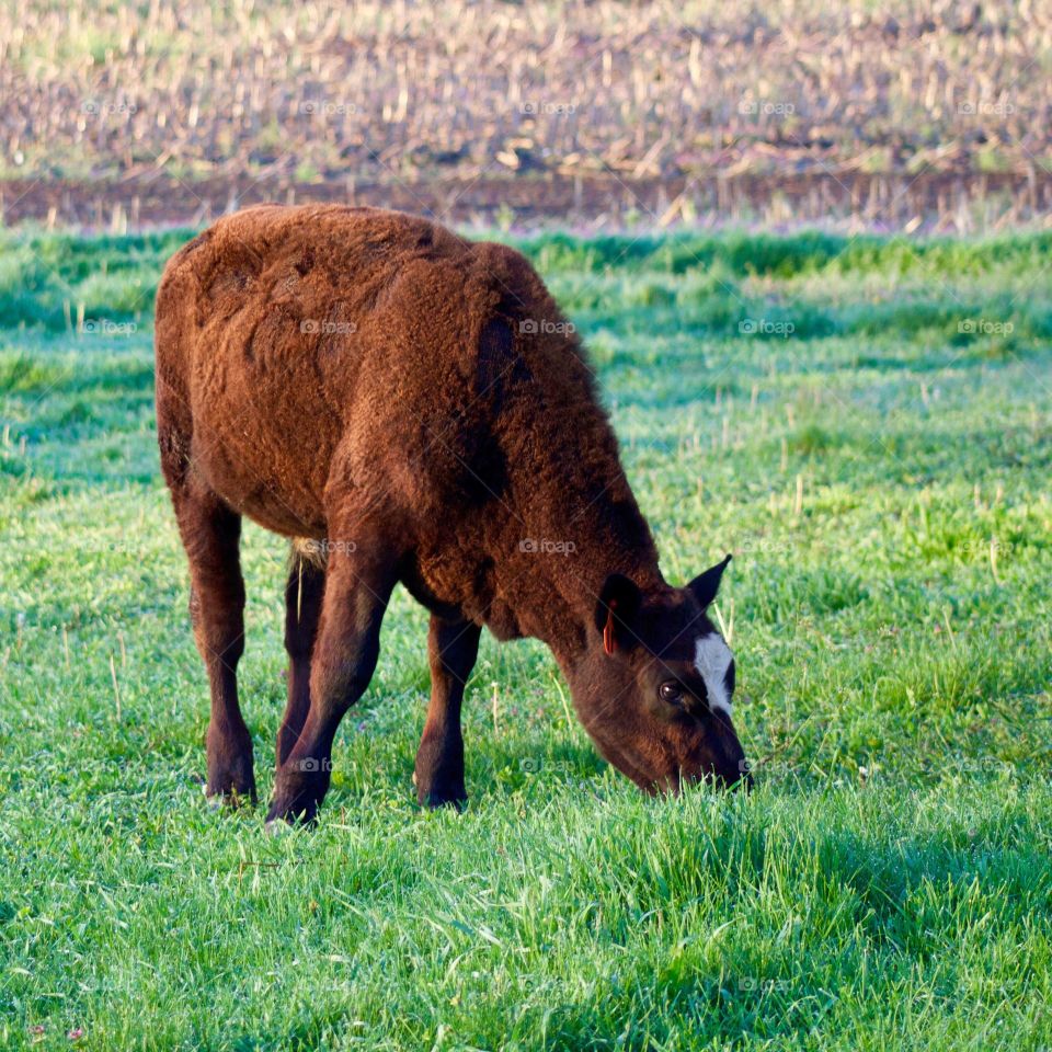 Greens for Breakfast - a brown steer grazing in a lush pasture with blurred cornfield stubble in the background, on a sunny morning 