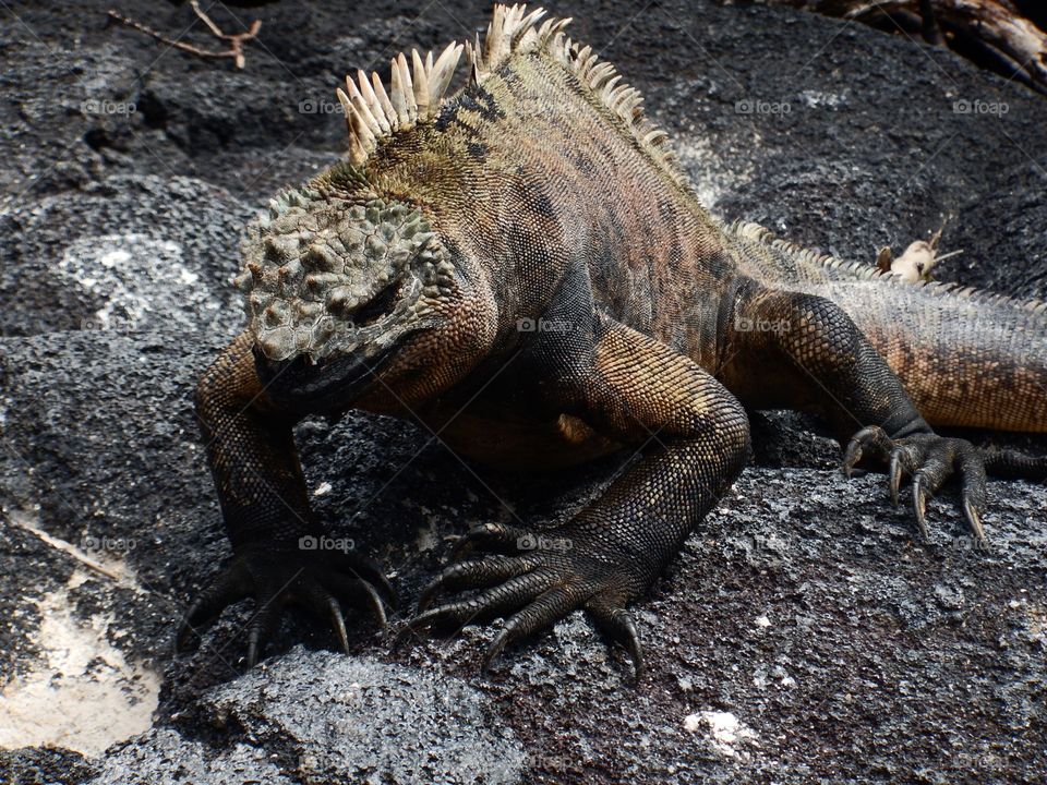 Chilling Iguana