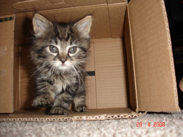Pepper in Box