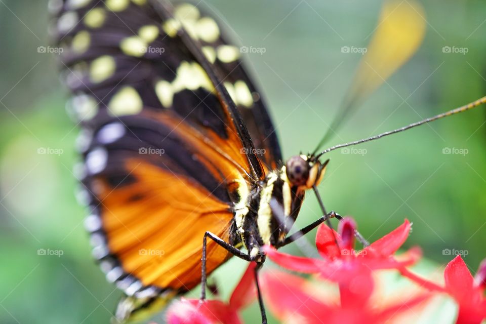 Isabella Longwing Butterfly