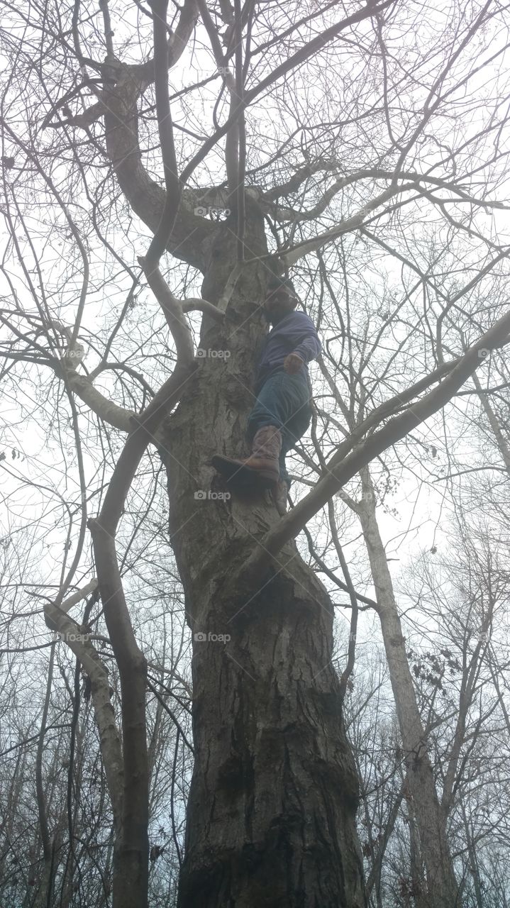 Tree, Wood, Winter, No Person, Trunk