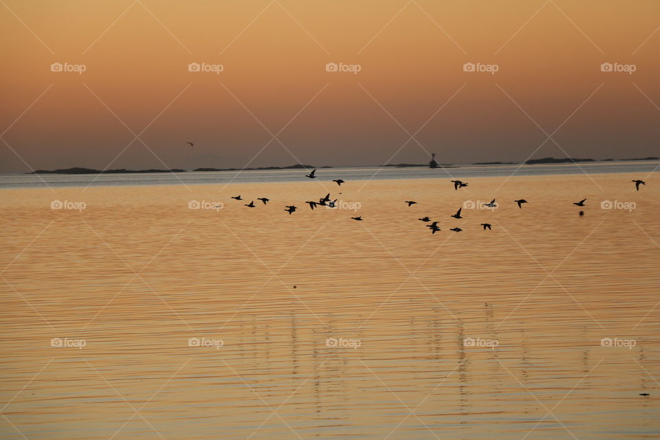 Birds over the calm ocean