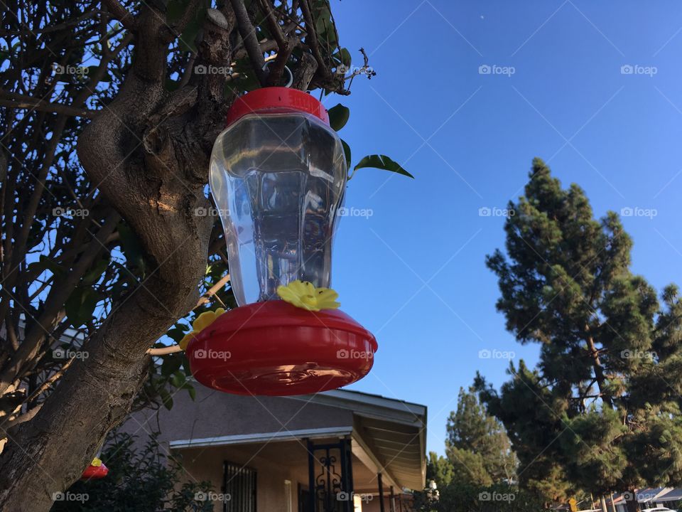 This is a picture of a hummingbird water dispenser 
