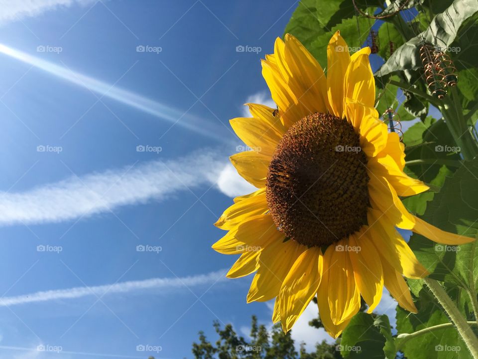 Sunflower