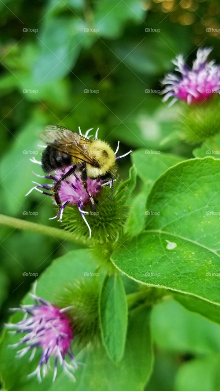 Pollinating bee