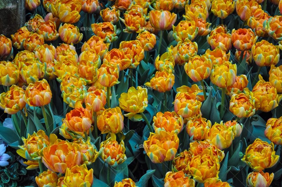 Orange flowers