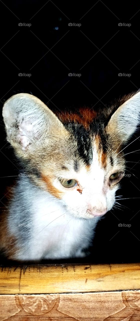 little beautiful 🐈 cat .