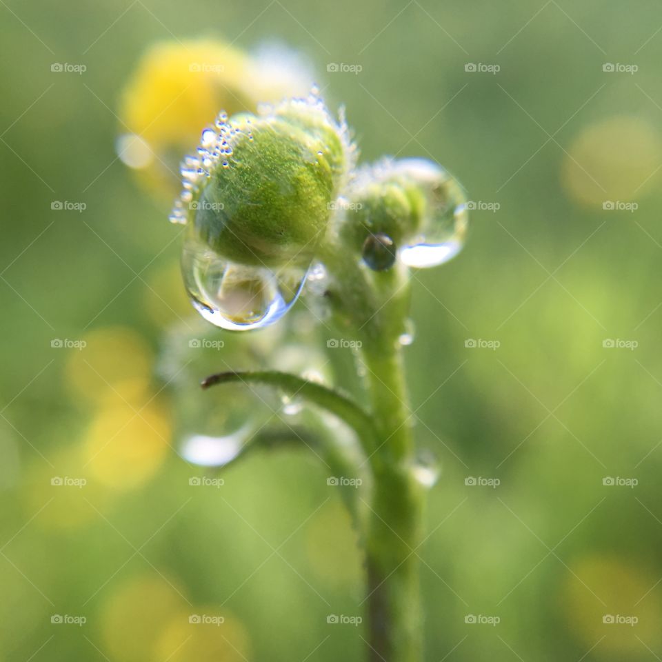 Buttercup dewdrops