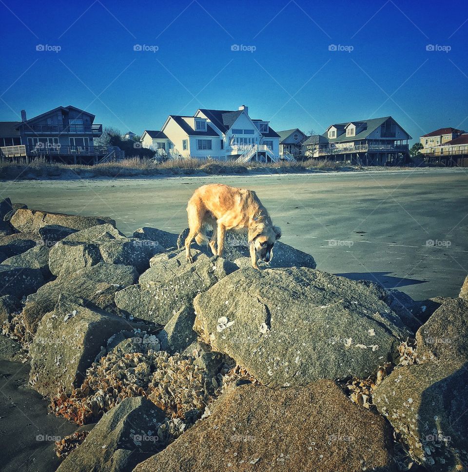 Dog scaling beach rocks 