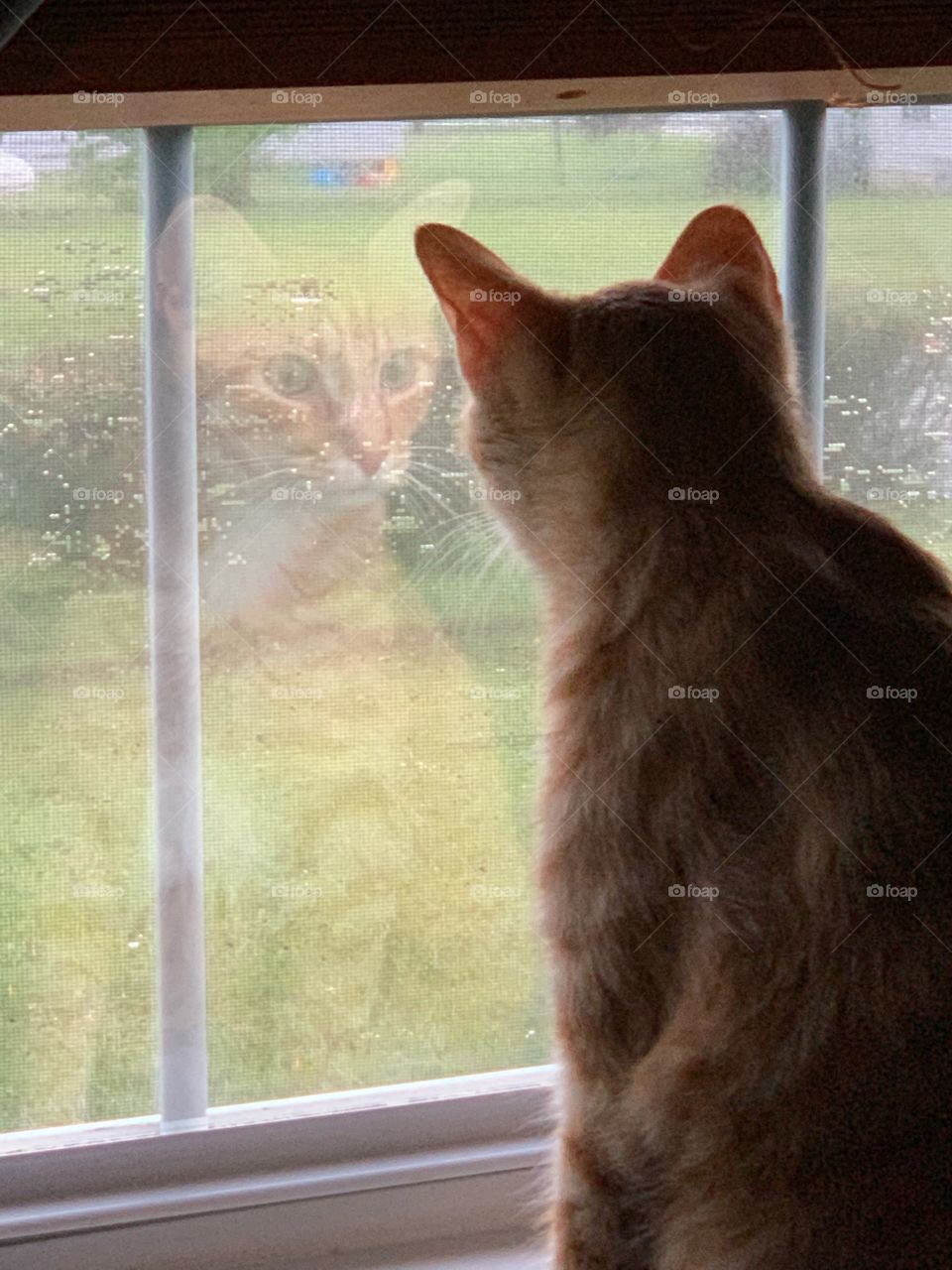 orange Tiger cat reflection in window
