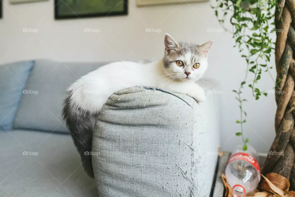 beautiful white cat yallow eyes view