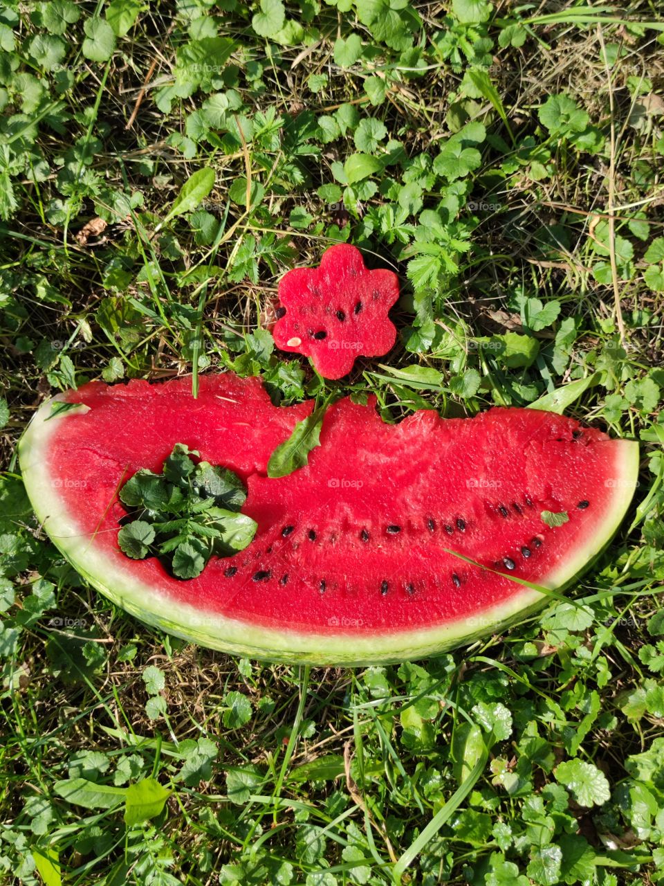 the color is red.  piece of red watermelon on green grass.  watermelon flower on green grass