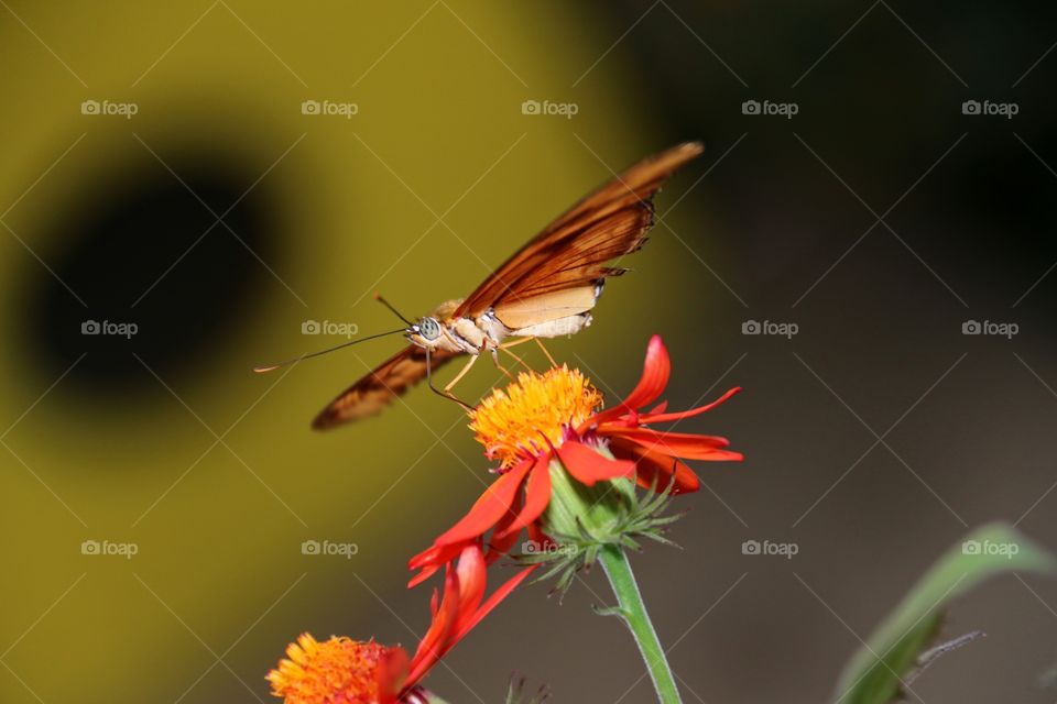 A butterfly ready for takeoff from a flower