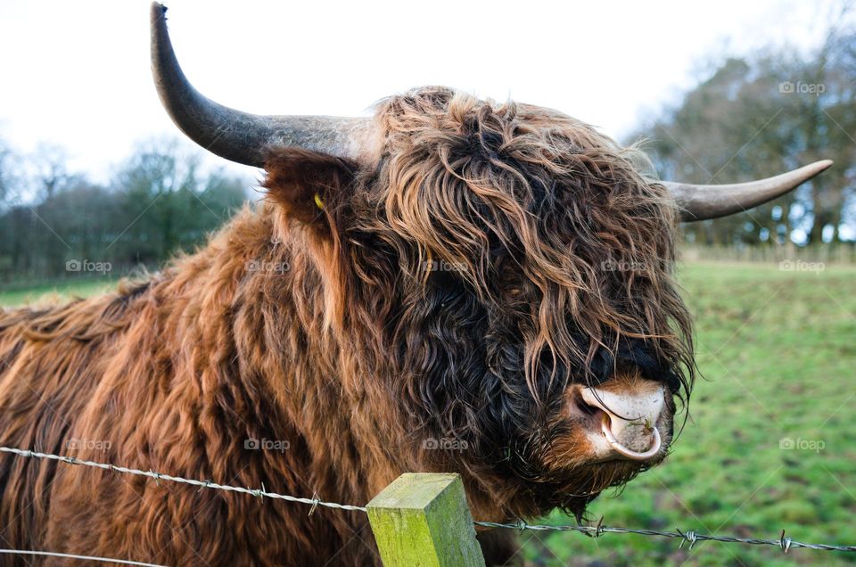 Highland cow in nearby farm