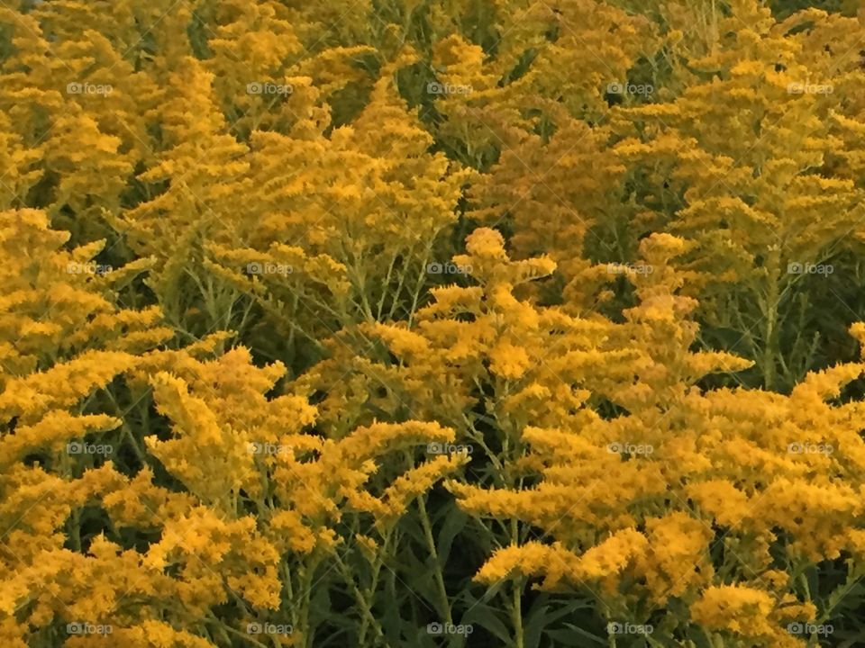 Golden wildflowers at dusk