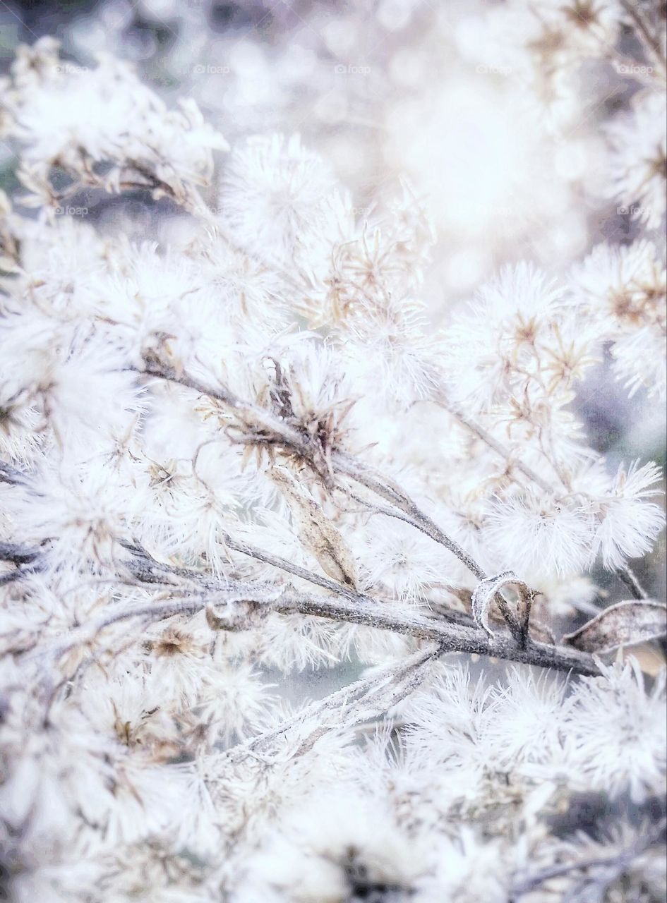 White Weed in the Early Morning Sun