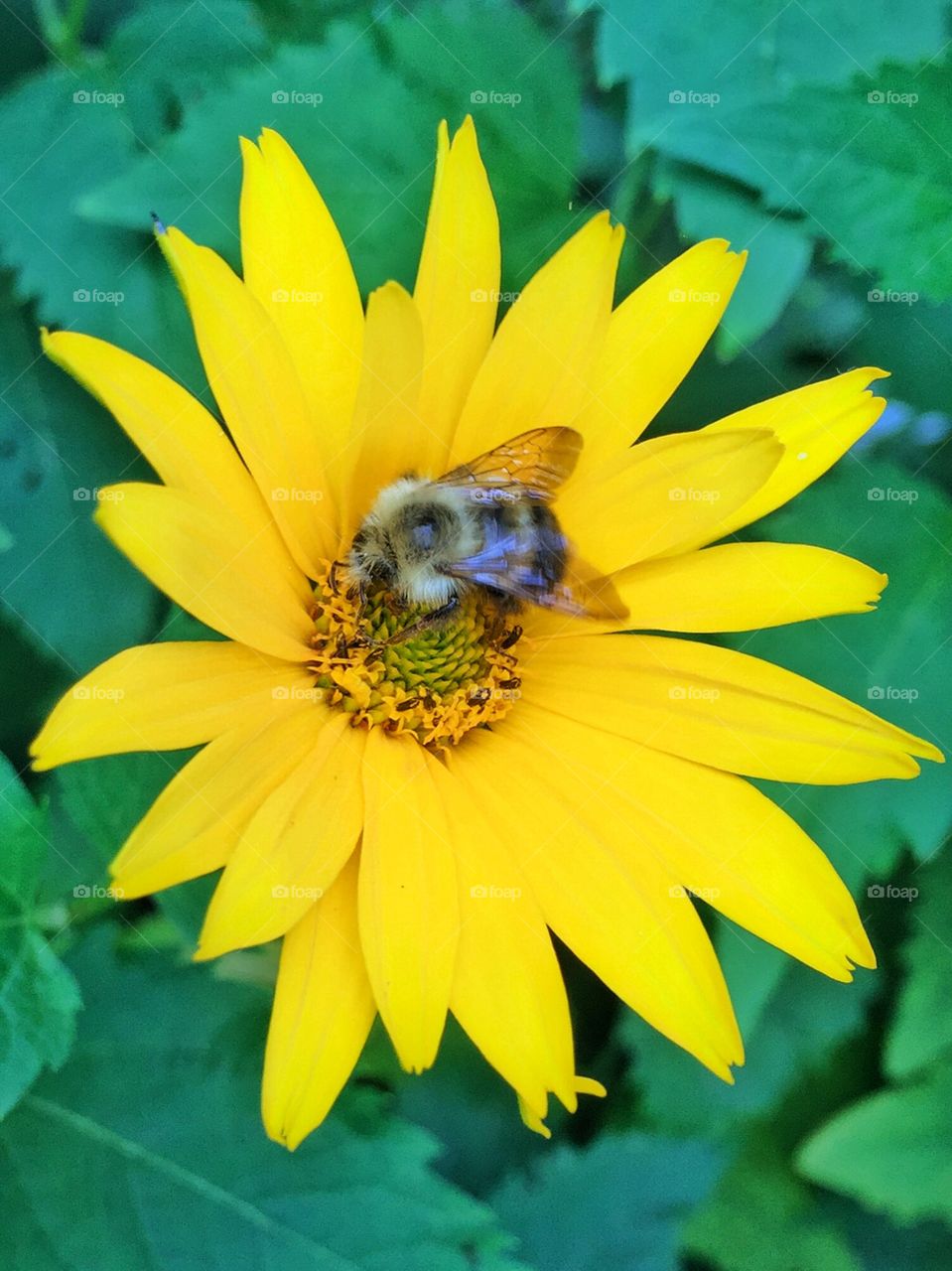 Yellow flower 