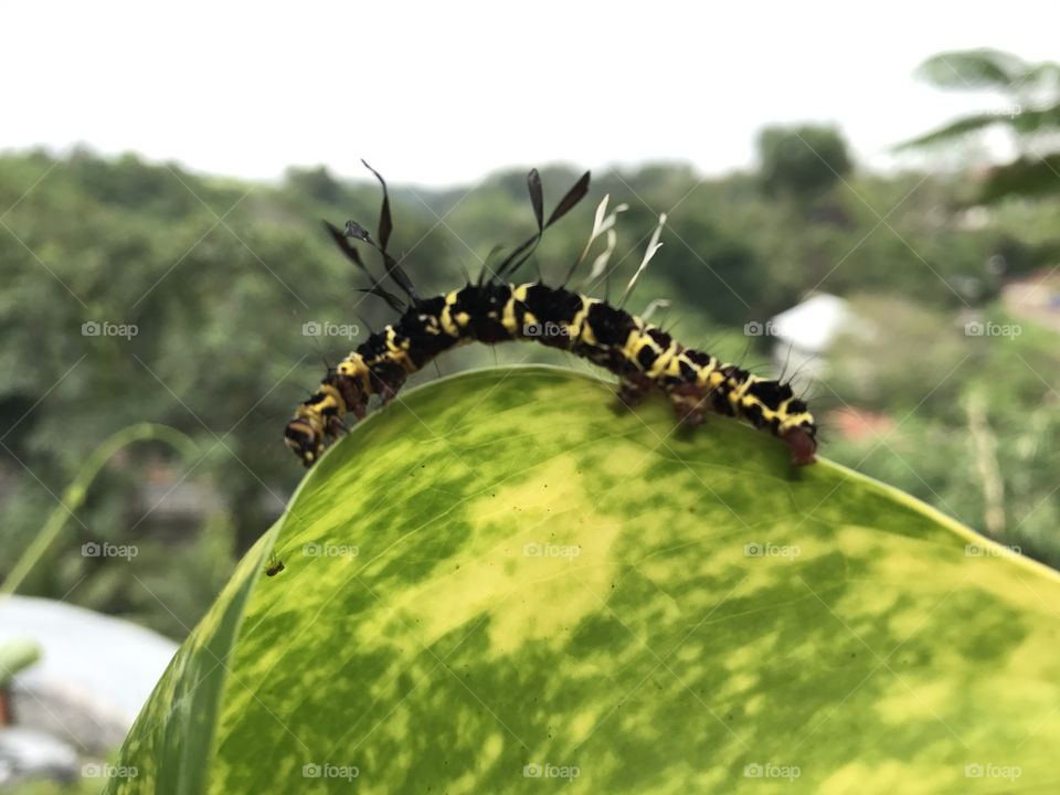 Caterpillar 