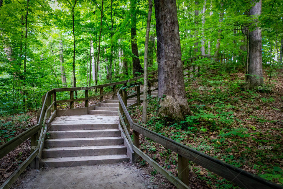 Narrow stairs along trees in forest