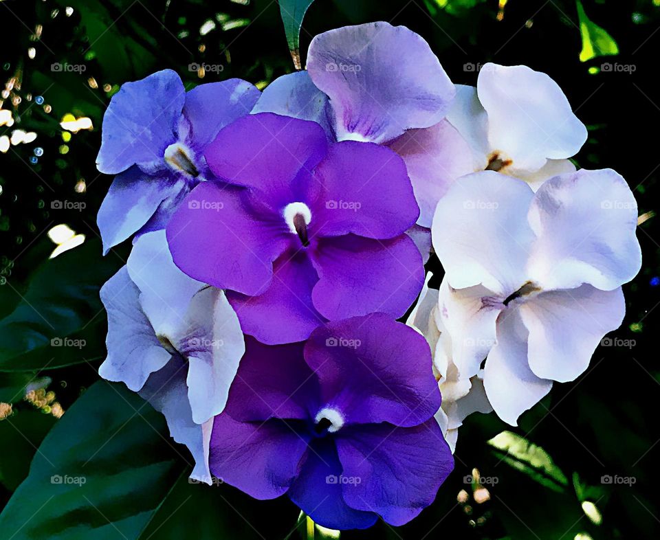 Beautiful purple flowers from a unique shrub.