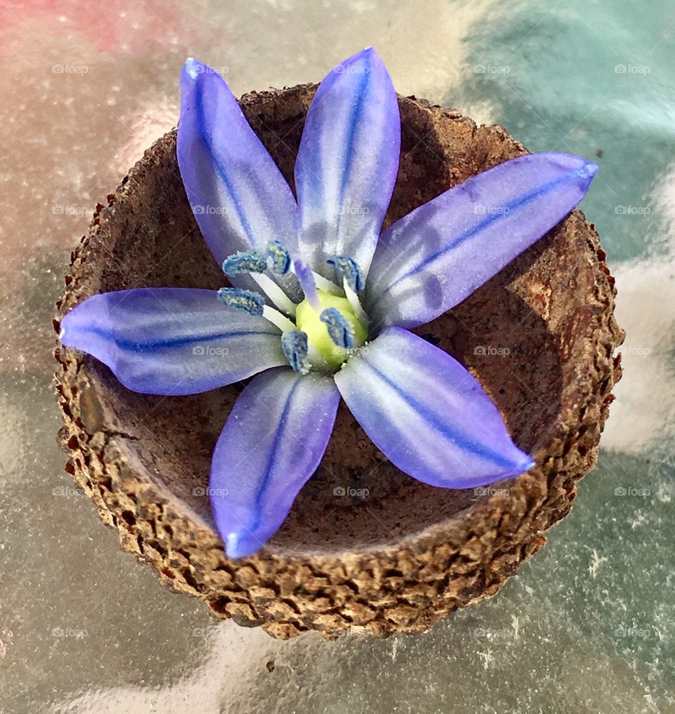 Wildflower in acorn cap 
